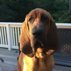 Meet your Posher, Iris